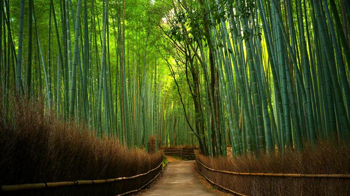 hutan-bambu-surabaya