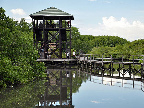 Wisata Mangrove Rungkut Surabaya Tempat Wisata Indonesia