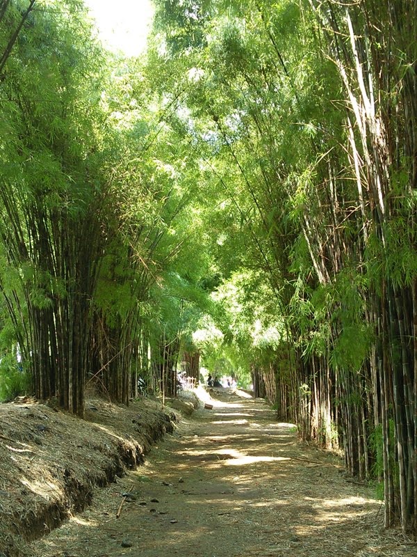 berkunjung-ke-hutan-bambu-keputih-bersama-sewa-mobil-surabaya