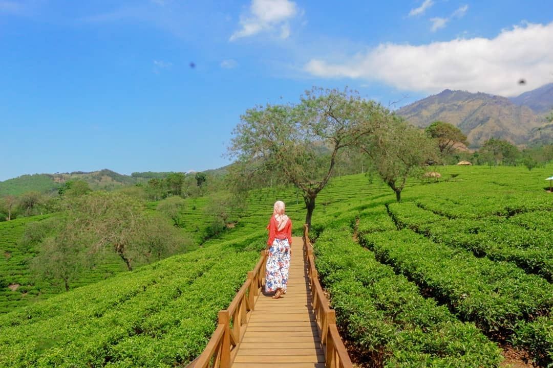 Wisata Kebun Teh Lawang