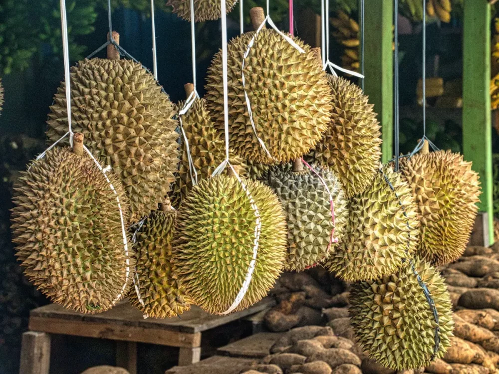 durian wonosalam
