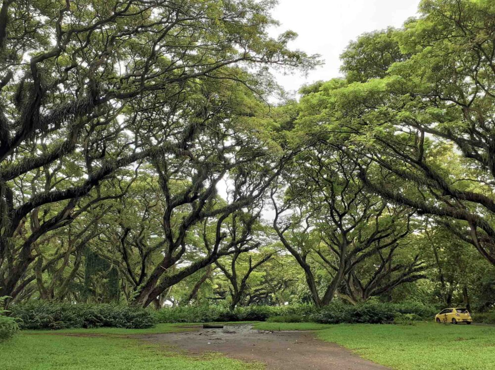 de djawatan banyuwangi